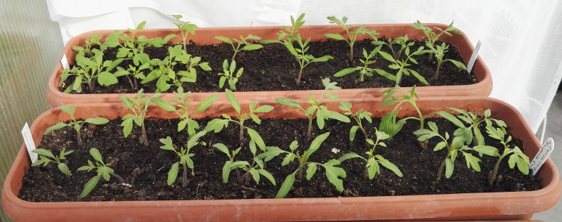 Semis et plants de tomates